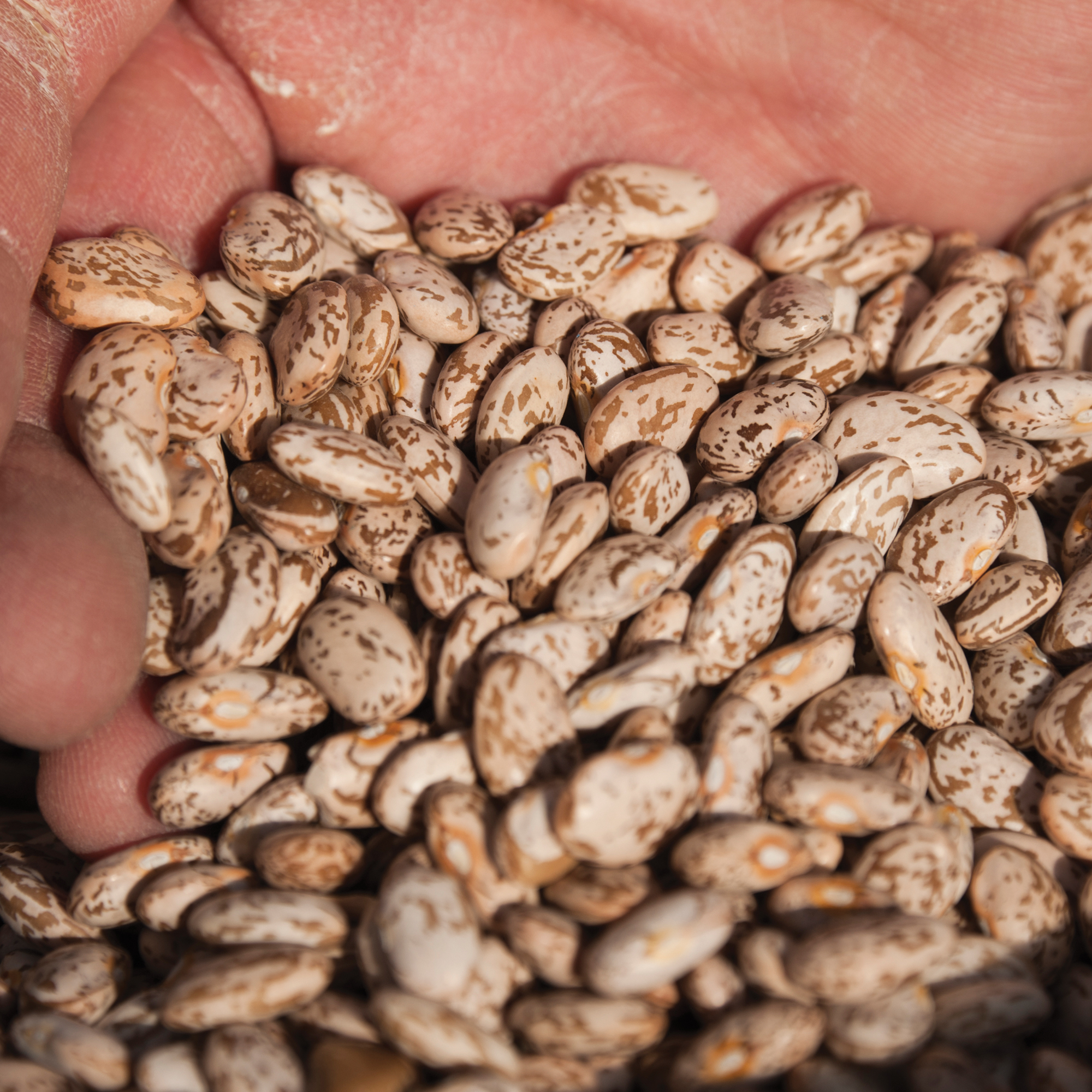 Home | Colorado Dry Beans