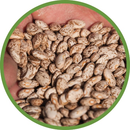 Home | Colorado Dry Beans