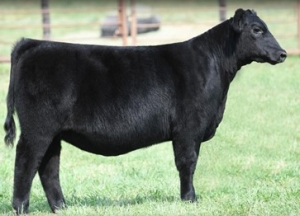 300K 24 Karat daughter selling for Udell Cattle Co.