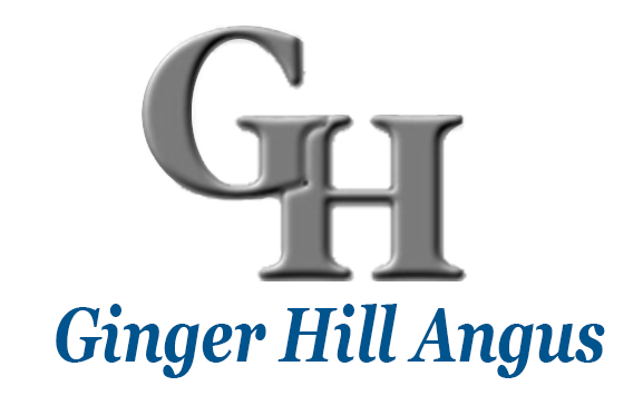 to Ginger Hill Angus