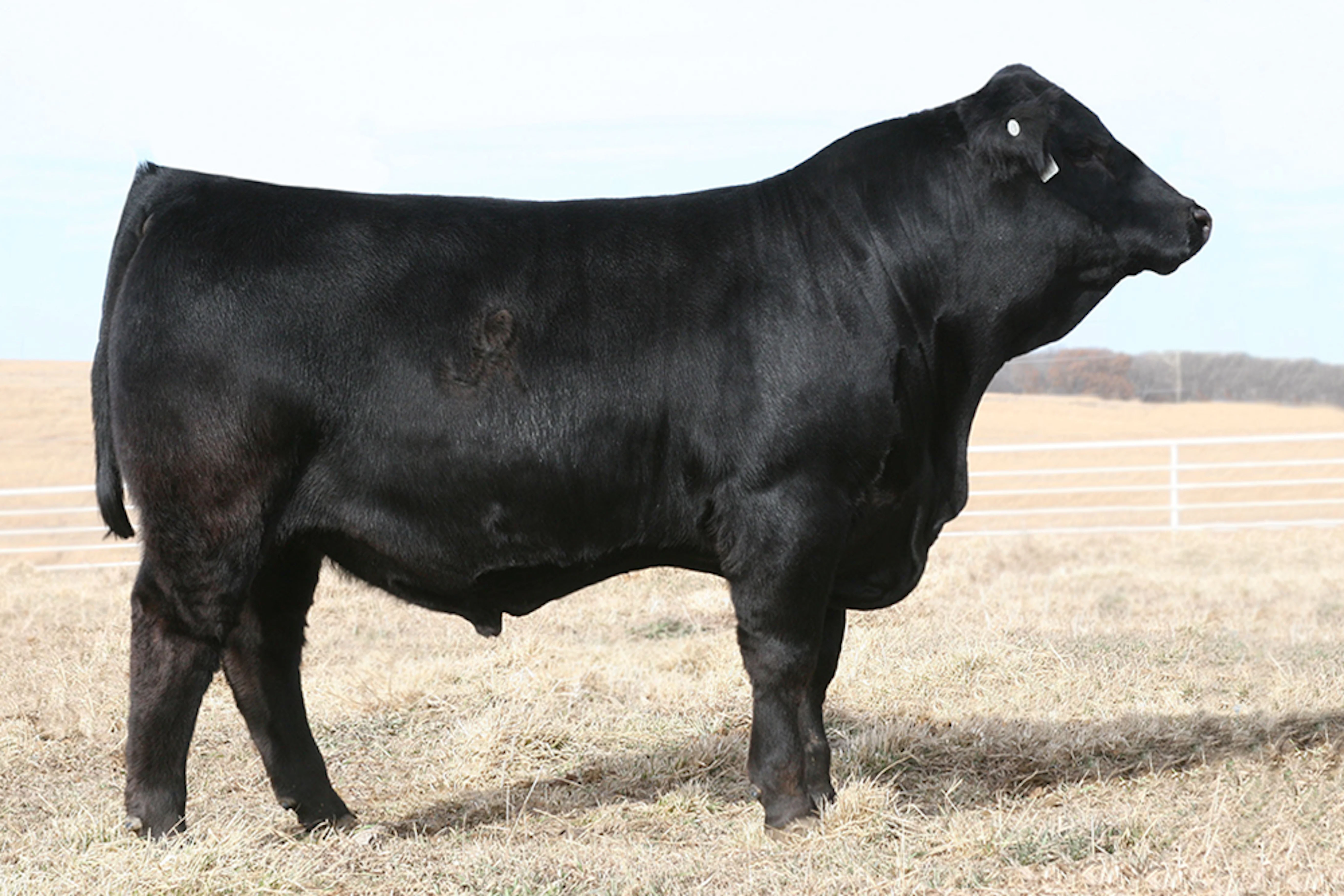 Bulls Hit Ranch March Bull Sale | Judd Ranch