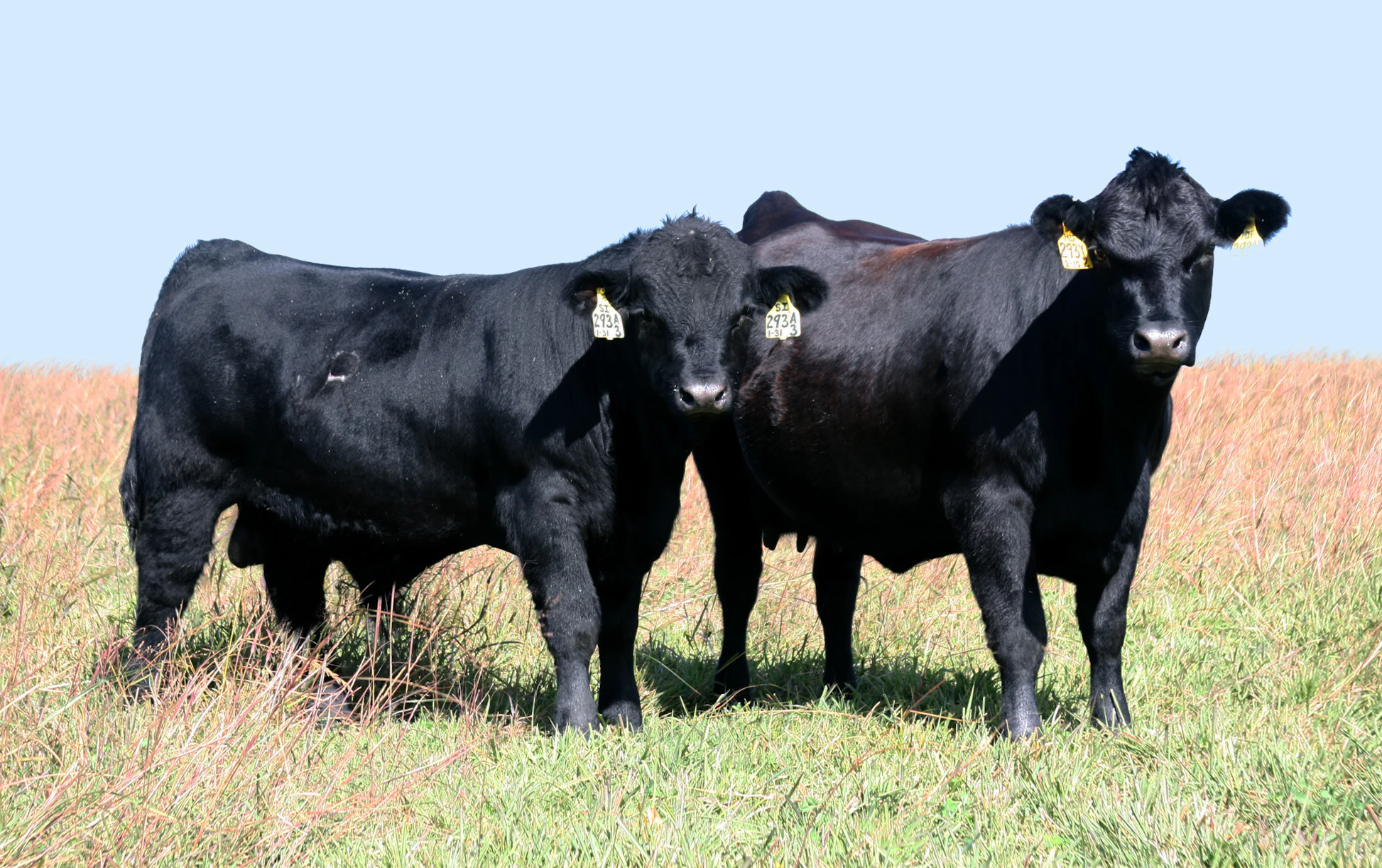 Gelbvieh Females | Judd Ranch