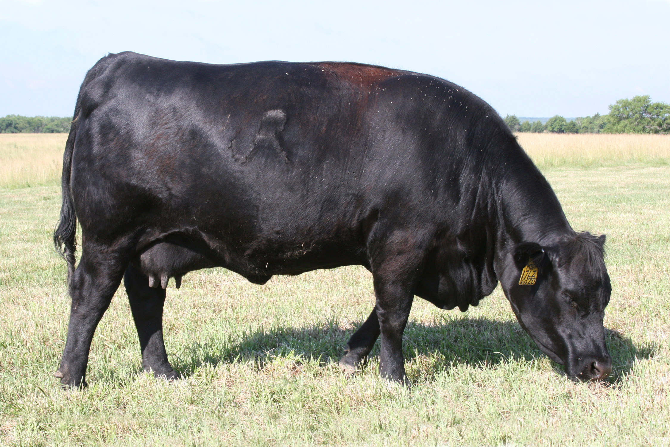 October Female Sale | Judd Ranch