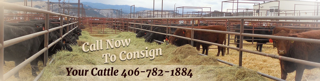 Western Montana S Leading And Premier Aggressive Livestock Market