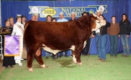 Denver 2012 Supreme Champion Hereford