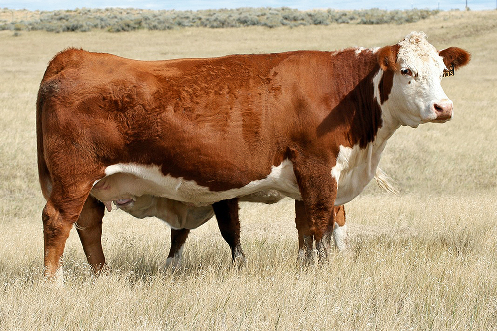 to NJW Polled Herefords Online NJW Polled Herefords