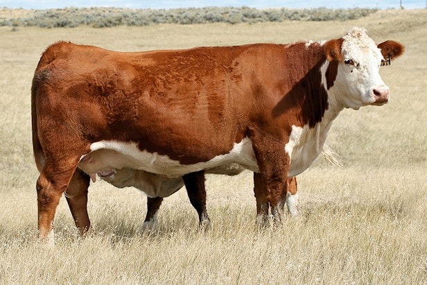 Welcome to NJW Polled Herefords Online | NJW Polled Herefords