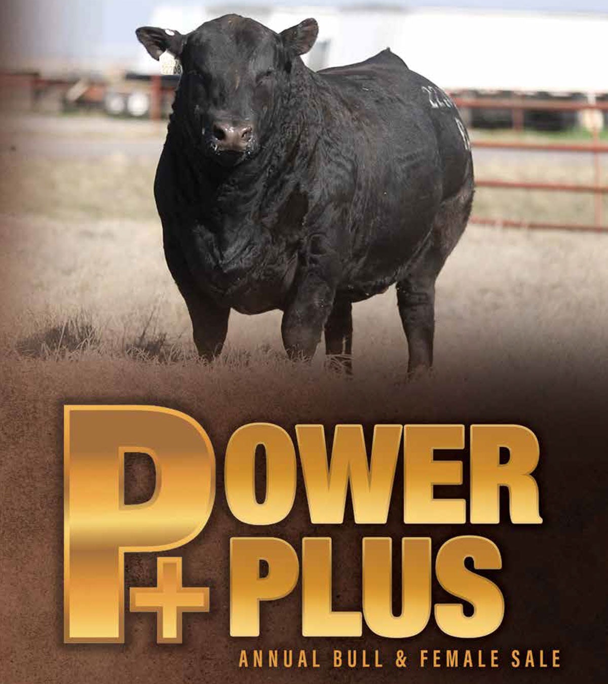 Power Plus Annual Bull Sale Cover