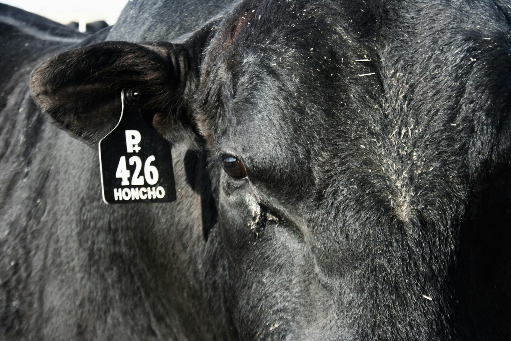 Power Plus Duff Cattle Company POWERPLUS