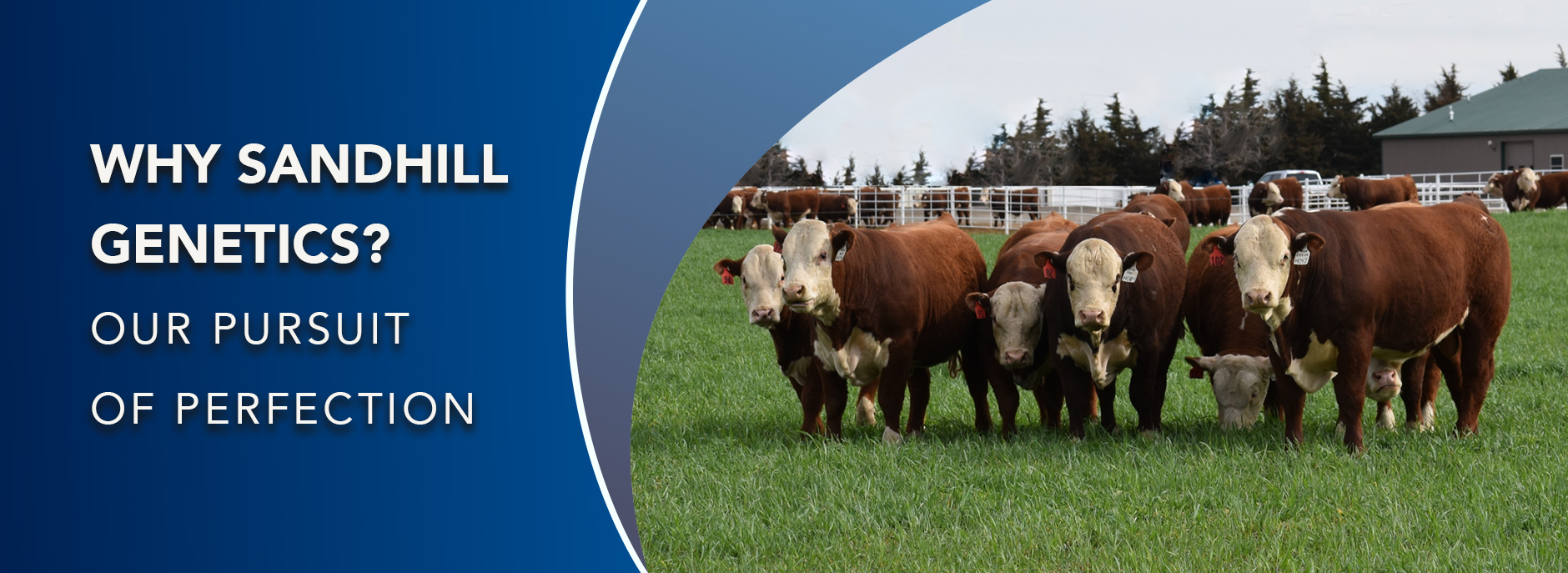 Why Sandhill Genetics