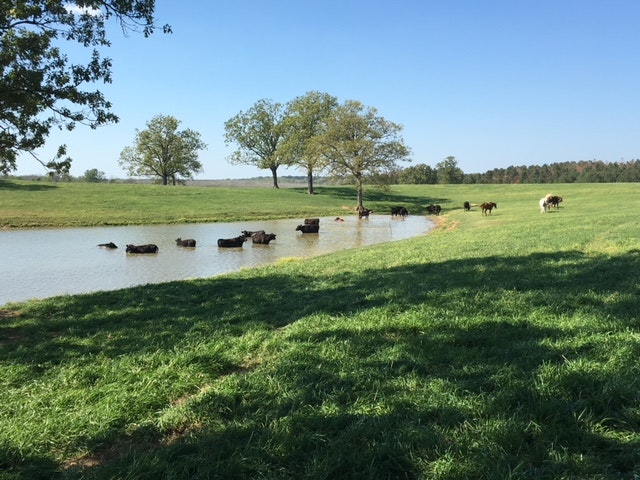 About Us Smith Cattle Company