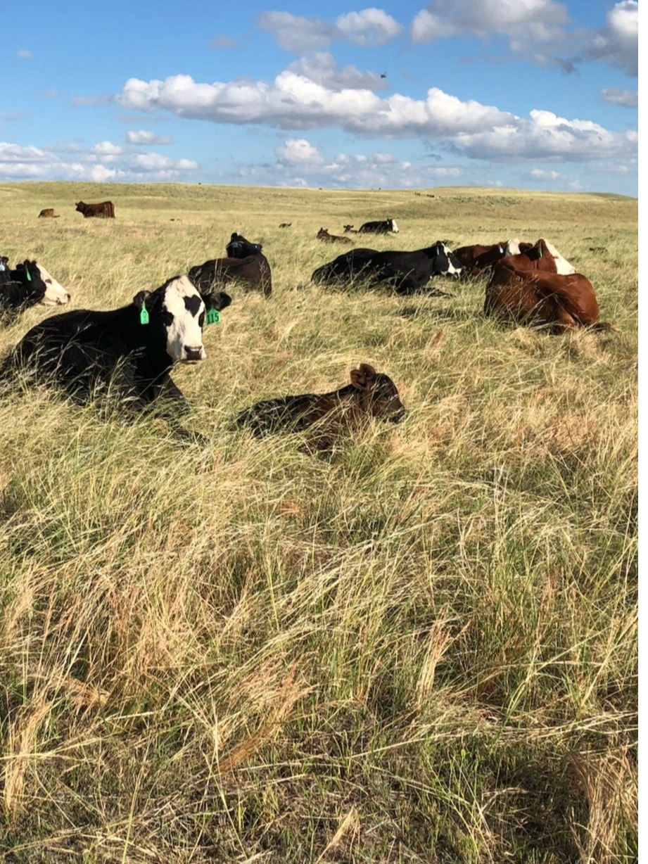 Cow Philosophy